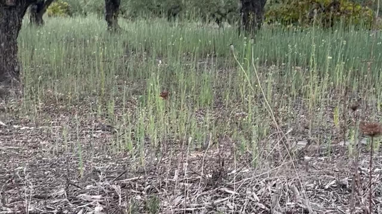 Dog Leaps Away From Ladder Snake