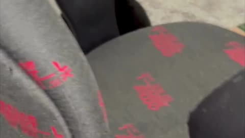 Cute Precious Piper is in a Candid Work Video - My Adopted Shelter Cat Vlog. #shorts