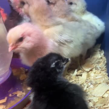 Blue Tub of Chicks