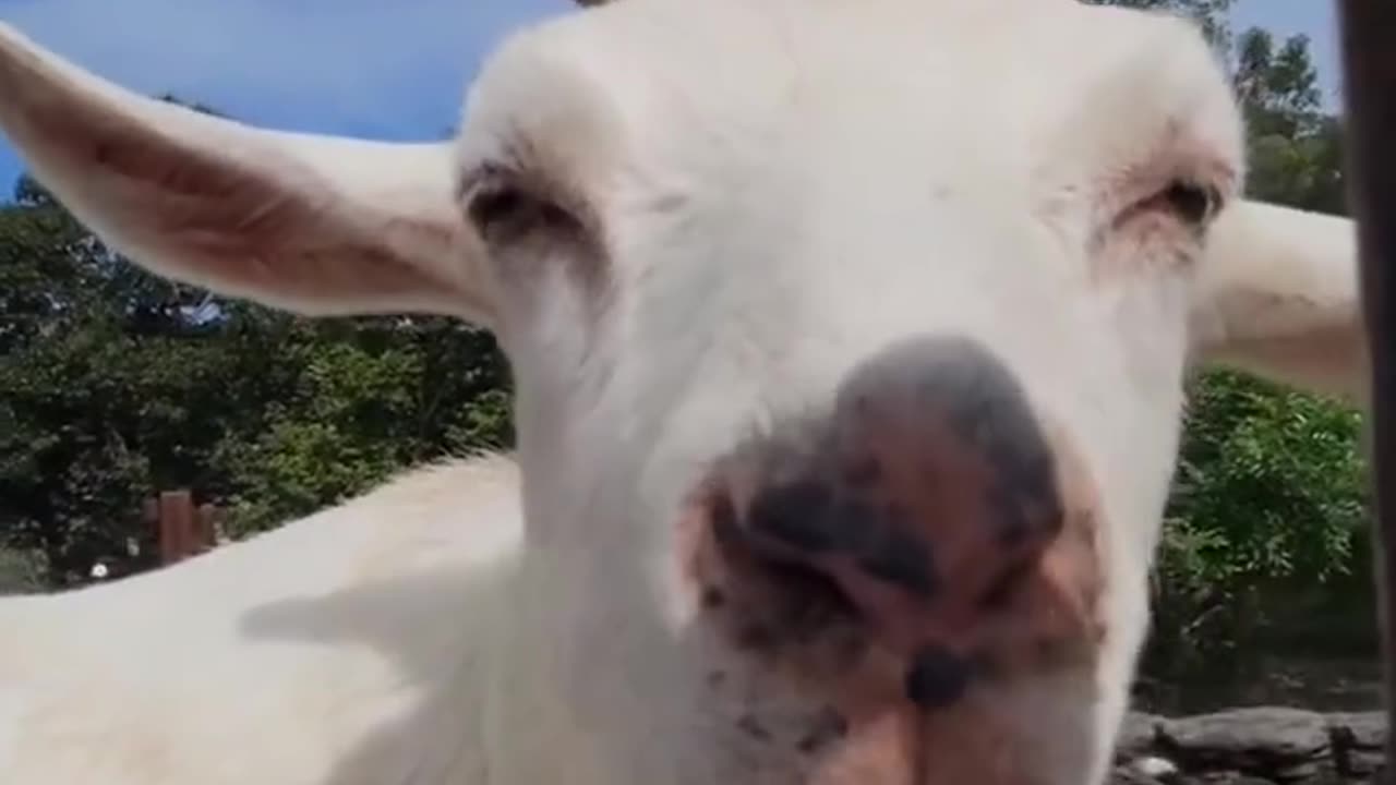 Funny chewing