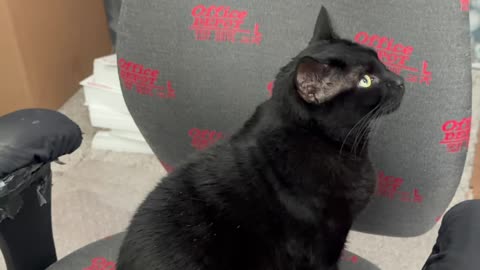 Cute Precious Piper Does Not Like Things Out of Place in the Office - My Adopted Shelter Cat Vlog