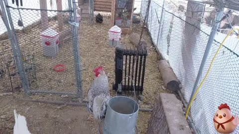 Chicken Live Stream