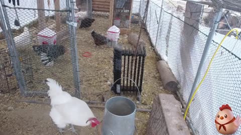 Chicken Live Stream