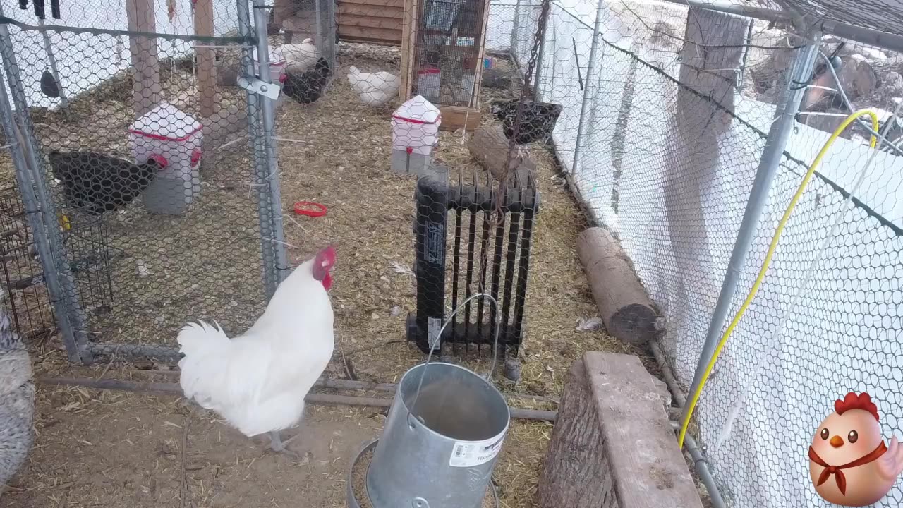 Chicken Live Stream