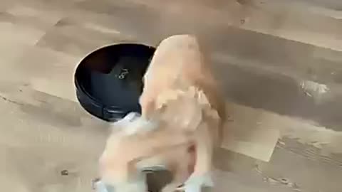 Dog Freaks Out… Cat Outsmarts the Robot