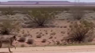 THE REAL Roadrunner and Coyote! WOW!