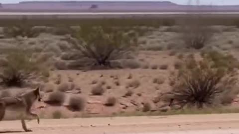 THE REAL Roadrunner and Coyote! WOW!