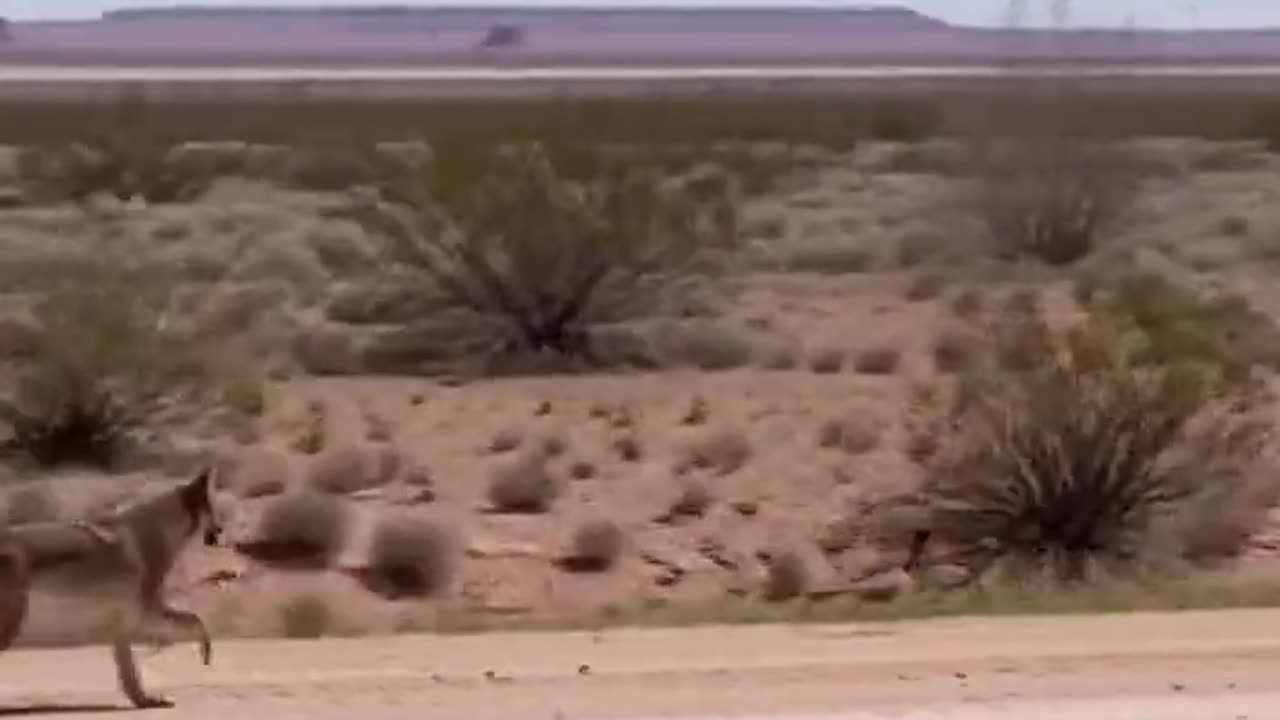 THE REAL Roadrunner and Coyote! WOW!