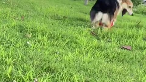 捡到了一只双目失明的小狗