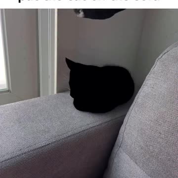 This Animals Will not kill me With Laugh 🤩🤩🤩🤩🤩😂😂😂😂😂😆😂