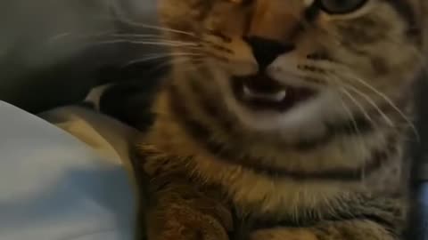 singing cat