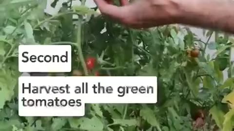 Green tomatoes to ripen! 🍅 and yes, it is true!