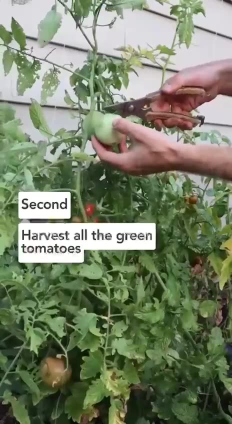 Green tomatoes to ripen! 🍅 and yes, it is true!