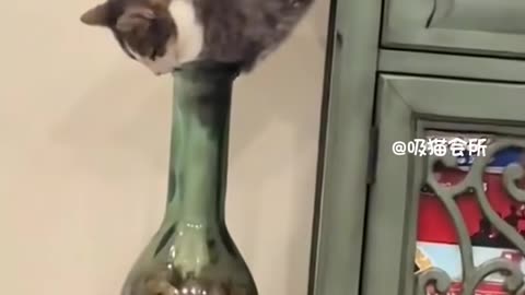 cats and their tails are two entirely different creatures;