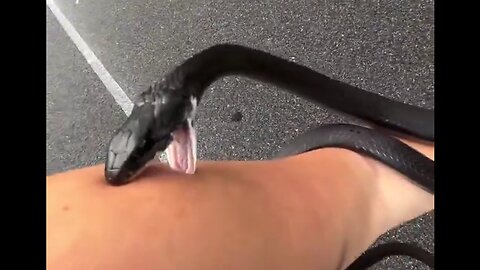 Southern Black Racer (Coluber constrictor) is the least scary snake you can imagine! 🐍🥰