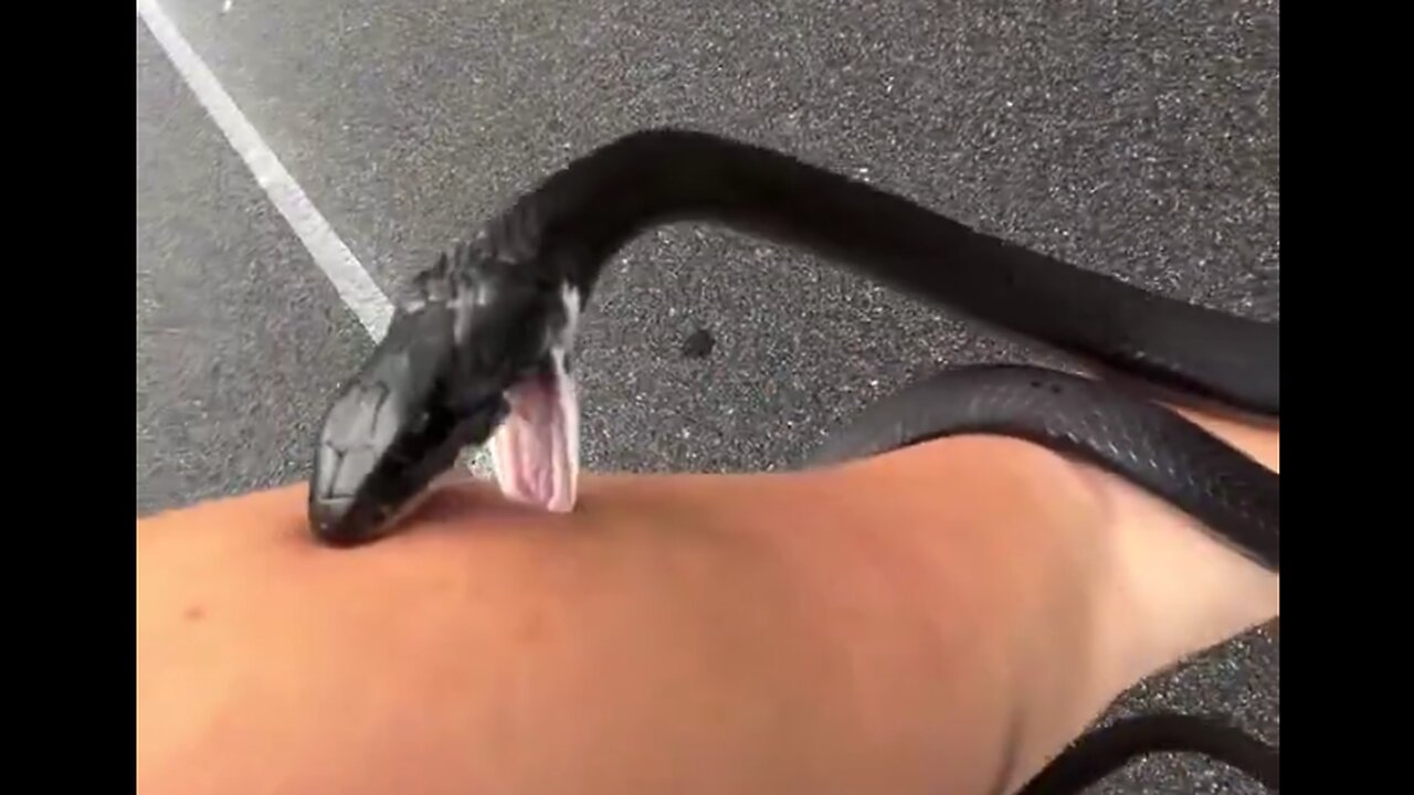 Southern Black Racer (Coluber constrictor) is the least scary snake you can imagine! 🐍🥰