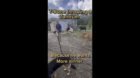 T-Bone, the mini bull, throwing a tantrum because he wanted to steal Fletcher’s dinner.