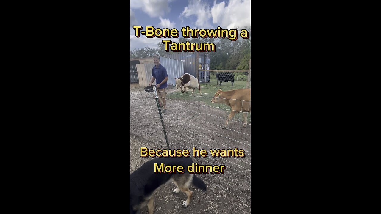 T-Bone, the mini bull, throwing a tantrum because he wanted to steal Fletcher’s dinner.