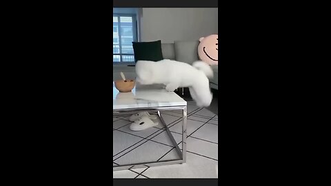 Funny Cat and Dogs