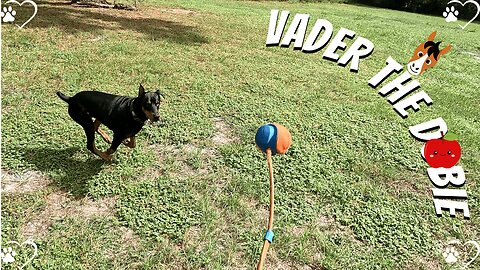 Doberman Farmyard Fun: Vader’s Fetch and Horse Hunt! 🐴🍎