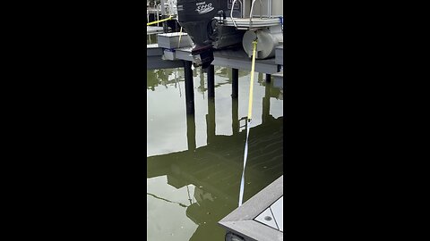 Canal Life | Gary The Goliath Grouper Returns! | 4K