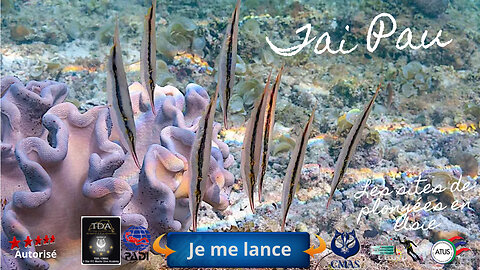 🐠 Tai Pau, Le Spot Ultime pour Vos Premières Bulles à Kamala