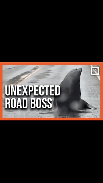 Sea Lion Parks Itself in the Middle of the Road and Refuses to Leave