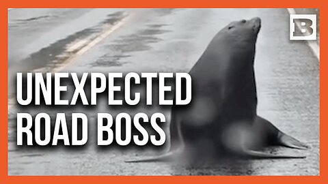 Sea Lion Parks Itself in the Middle of the Road and Refuses to Leave