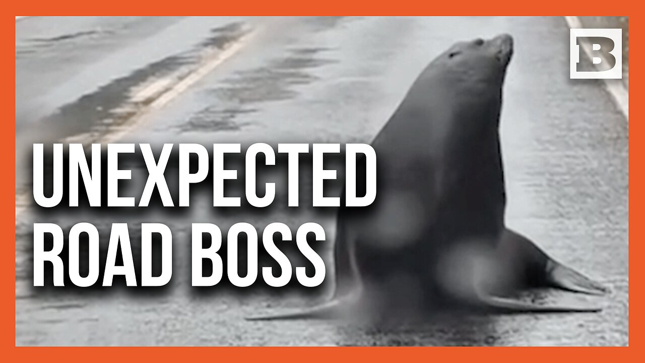 Sea Lion Parks Itself in the Middle of the Road and Refuses to Leave