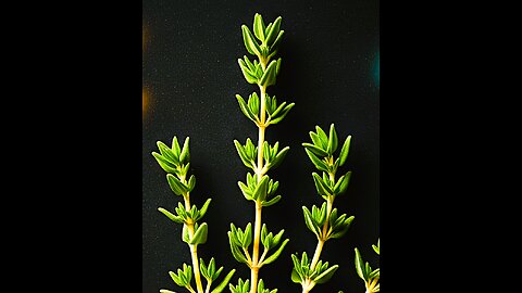 Thyme for Turbo-Charged Health! Your Daily Immunity, Digestion & Energy Boost.🌿✨ #ImmunityBoost”