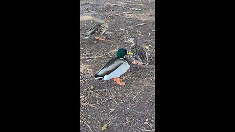 Mallard Ducks 🦆 #mallardducks #ducks #duck #Followme #shorts #viral #trending
