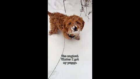 The Magical Winter I Got My Puppy ❄️🐾