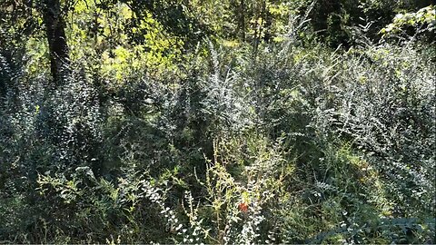 BRUSH HOGGIN' FOR CHILDREN PT-1