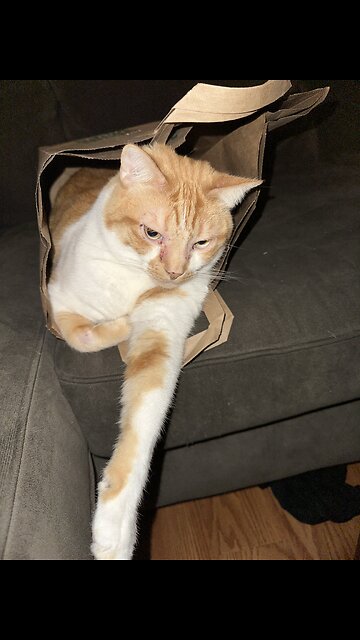 Yapping on the treadmill 😤#workout #treadmill #hi #fypシ