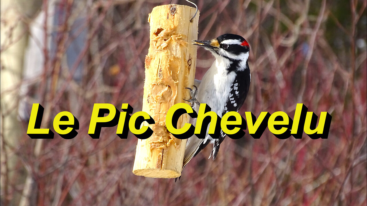 À la découverte du Pic Chevelu