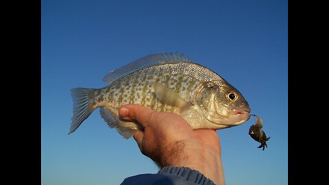 Southern California Surf Fishing Report 11 27 25