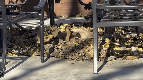 My Sweet Stray Siamese Kitty Cat