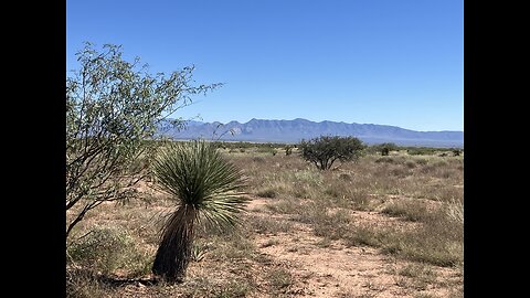 Camel spiders off grid homestead with Artettina