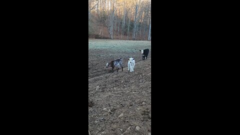 Shorthorn Plus Steer Brothers | Quality Beef Cattle
