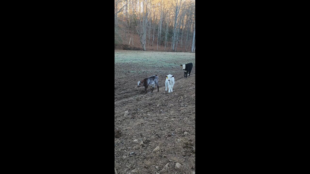 Shorthorn Plus Steer Brothers | Quality Beef Cattle