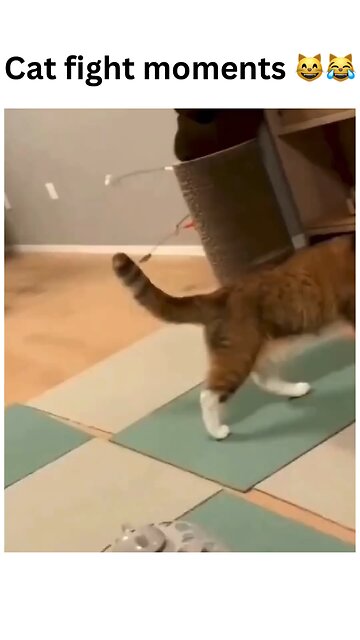 When tempers flare in the feline world! 🐾⚡ Cat fight or just a dramatic discussion? You decide! 😂