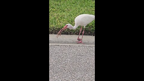 Injured White Ibis