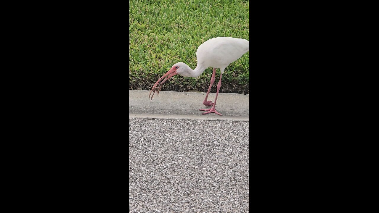 Injured White Ibis