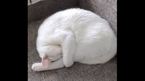 Why Do Cats Curl Up When Sleeping Anyway ? It's All Science !