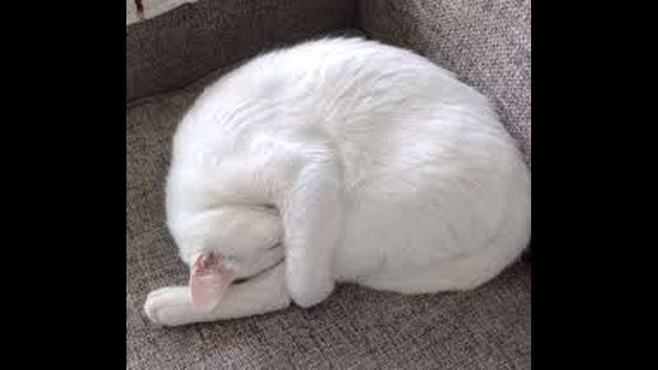 Why Do Cats Curl Up When Sleeping Anyway ? It's All Science !