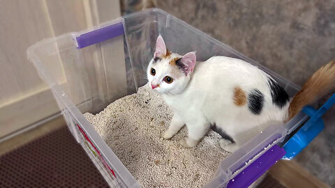 My cat is delighted with the new toilet