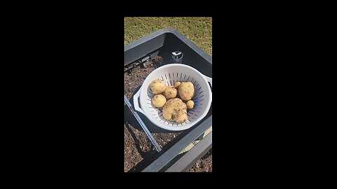 Yukon Gold Potatoes 2