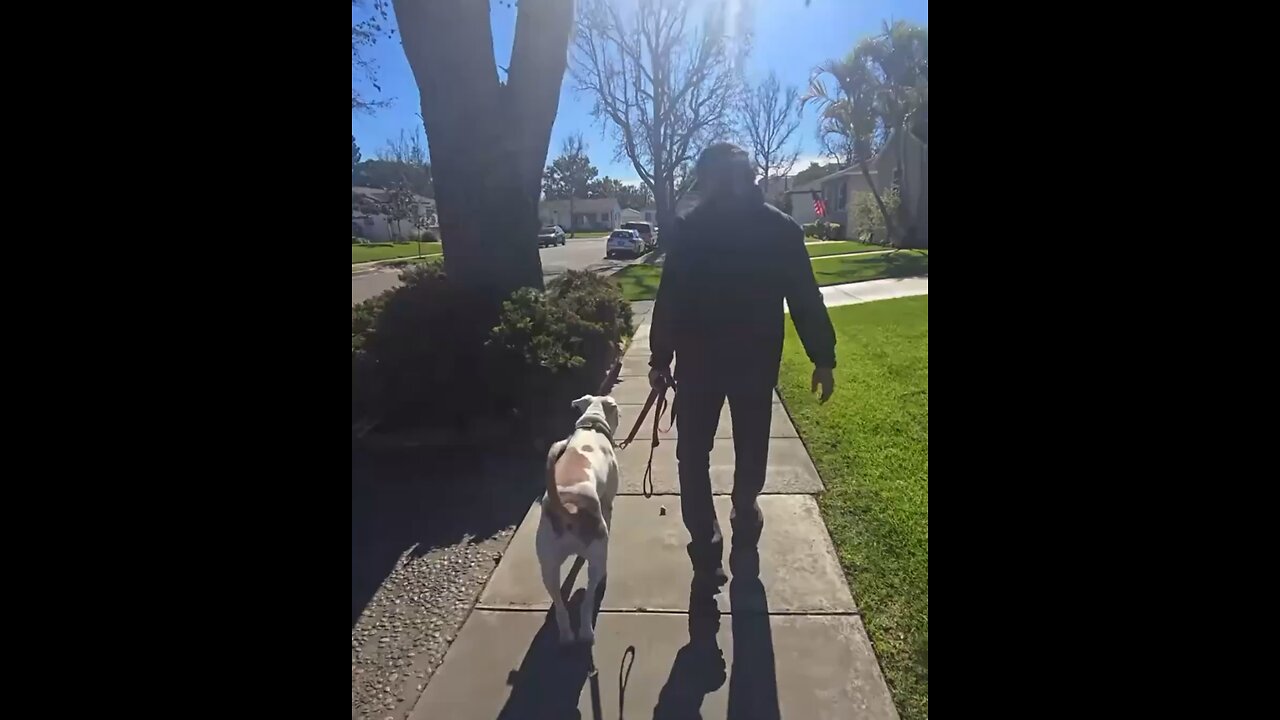 Dog Argentino Bully Mix Squirrel Crazy