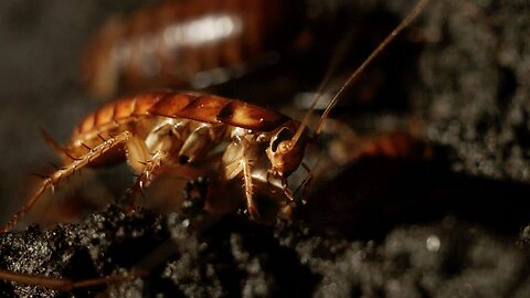 Filming Inside a Cave Full of Cockroaches