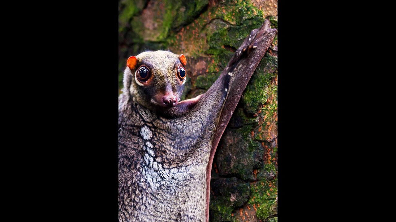 THE WORD IS LAUGHING AT THE US